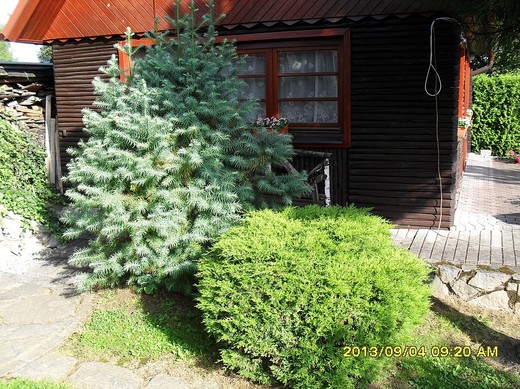 okrasné keře, thuje, id 19