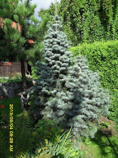 okrasné keře, stříbrná borovice, id 22