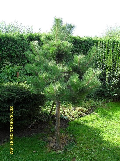 SDC11647.JPG